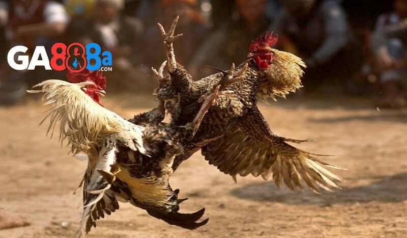 Các loại hình đá gà CPC3 được yêu thích nhất