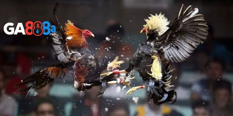 Có nhiều kinh nghiệm huấn luyện