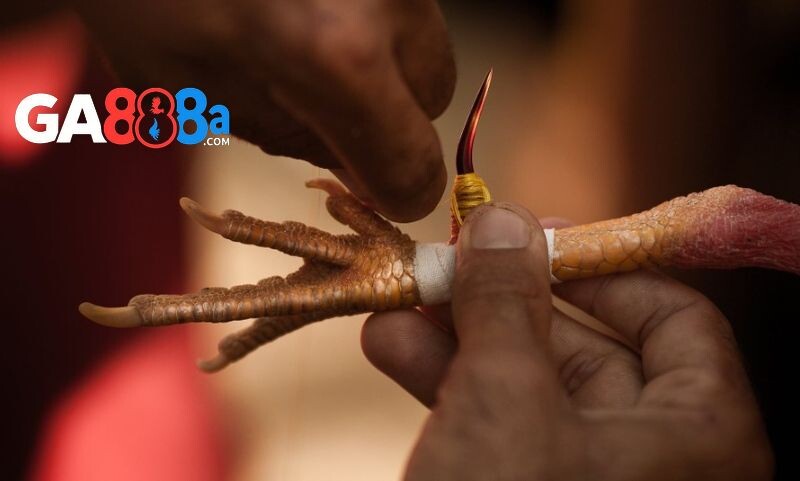 Dao được gắn vào cựa phải đúng chuẩn quy định 