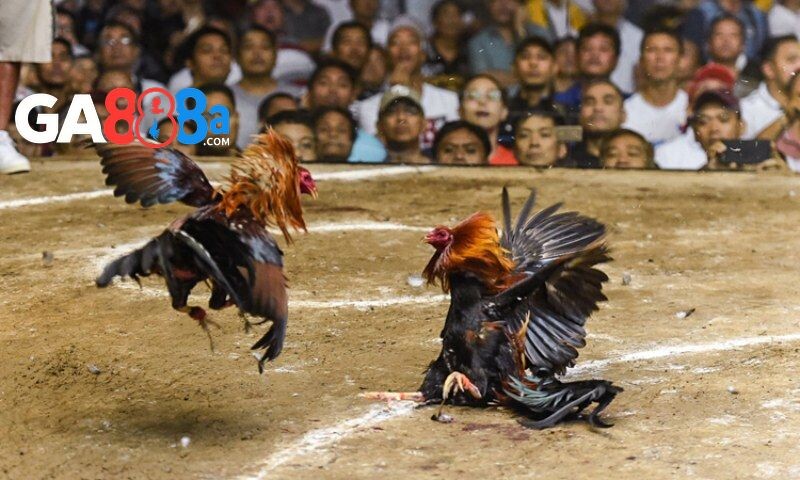 Khái quát về luật đá gà cựa dao