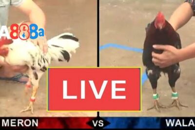 Đá gà cựa dao trực tiếp hôm nay tại GA888 – Live mới nhất