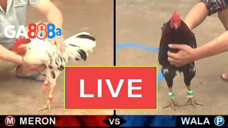 Nên xem trận đá gà cựa dao trực tiếp hôm nay ở đâu?