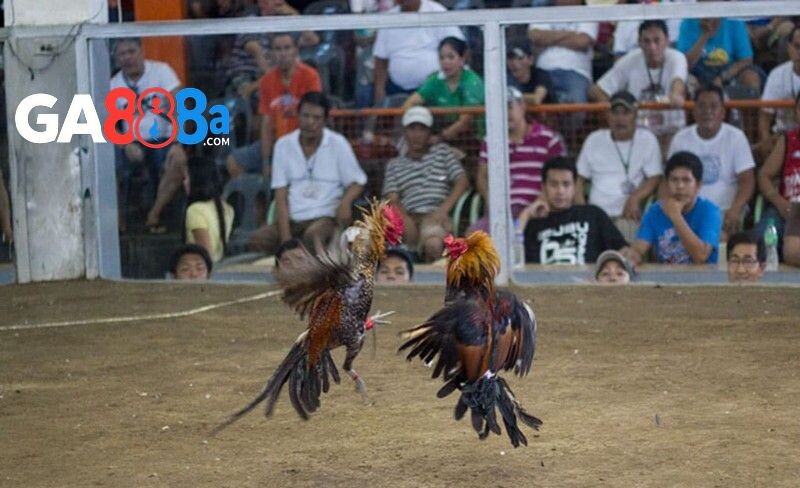 Trận đá gà luôn kịch tính và máu lửa