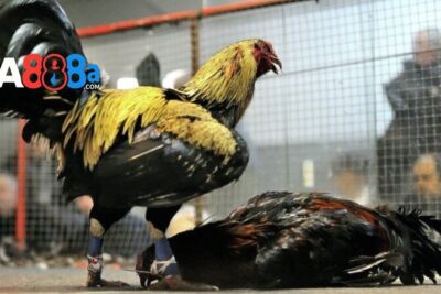 Xem đá gà cựa sắt trực tiếp hôm nay cực nét tại GA888