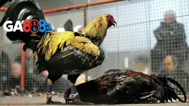 Tìm hiểu về đá gà cựa sắt trực tiếp hôm nay