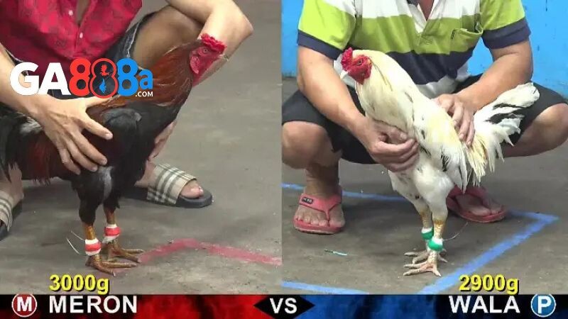 Hình thức diễn ra trận đấu đá gà cựa sắt trực tiếp hôm nay