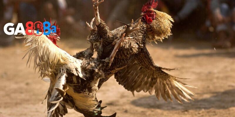 Một trận đấu thường kéo dài 3 đến 5 phút