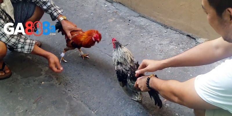 Kinh nghiệm tham gia đá gà cựa sắt trực tiếp bất bại