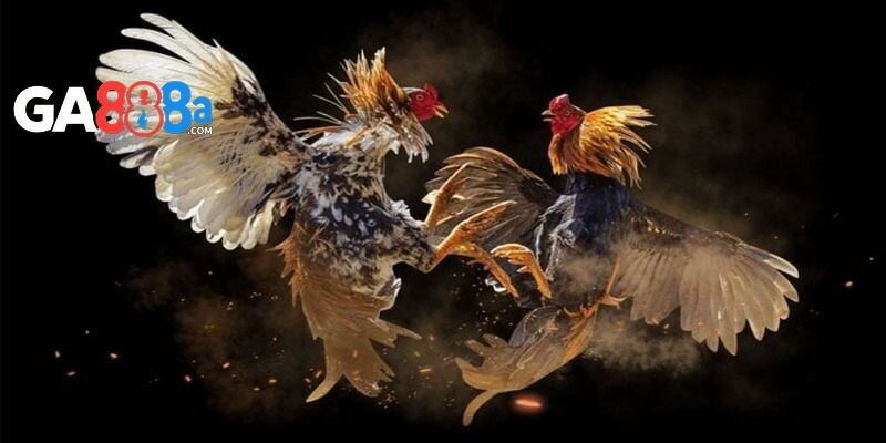 Chiến thuật chơi đá gà GA888 không nên bỏ qua