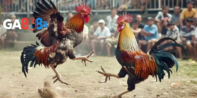 Đá gà online ăn tiền tại GA888 mang đến lợi ích gì?