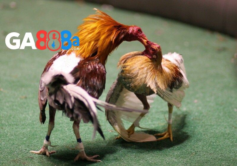 Khám phá những loại hình cược đá gà online ăn tiền phổ biến tại GA888