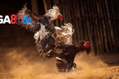 Đá gà online ăn tiền – Đặt cược rinh thưởng khủng tại GA888