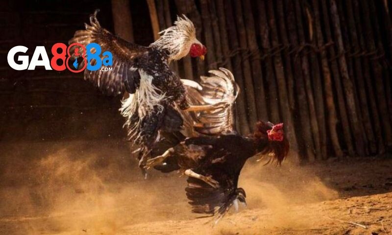 Tìm hiểu về chiến kê thi đấu