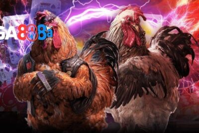Đá gà SV388 – Khám phá sảnh cược gà tại nhà cái GA888