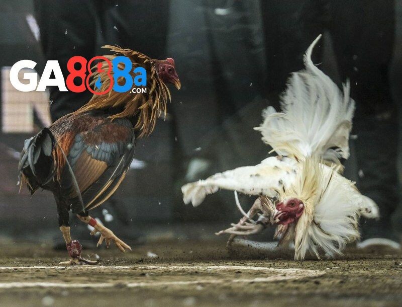 Một số cửa cược đá gà SV388 phổ biến trên bàn đấu 