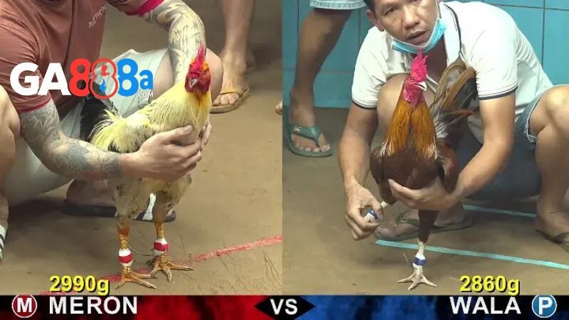 Đá gà Thomo trực tiếp