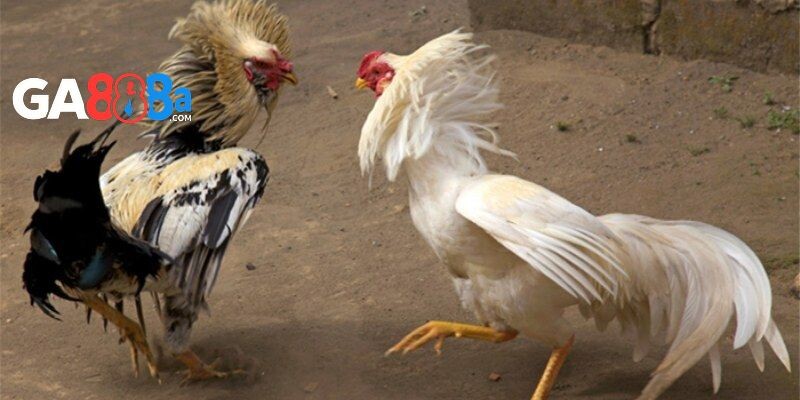 Đá gà Thomo trực tiếp hôm nay tại GA888