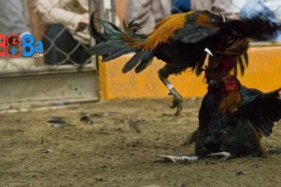 Xem đá gà Thomo trực tiếp hôm nay tại GA888 2025