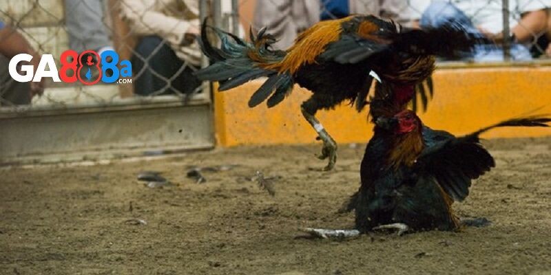 Đá gà Thomo trực tiếp với đá gà cựa sắt