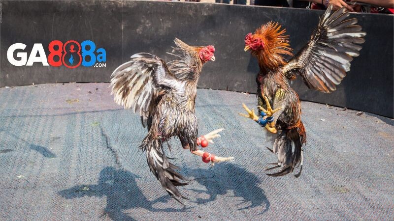 Đá gà cựa trọn tại đấu trường Thomo
