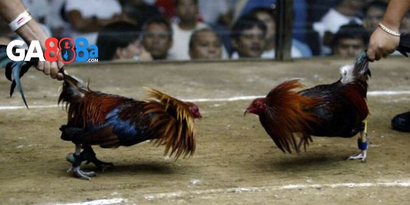 Câu hỏi thường gặp về đá gà Thomo trực tiếp