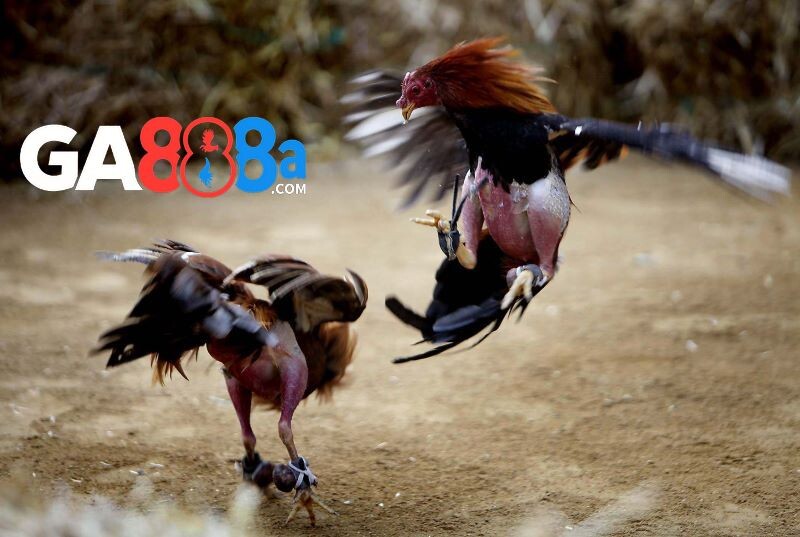 Giới thiệu về trang đá gà trực tiếp 67