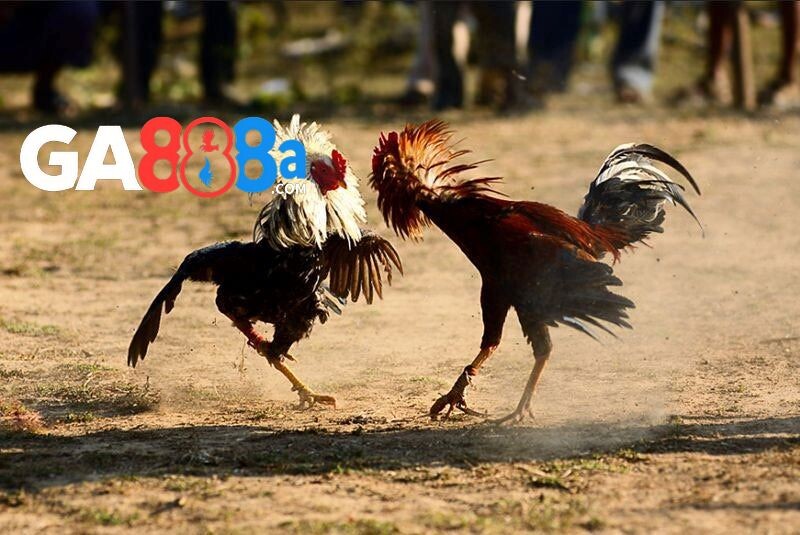 Các thể loại cá cược đá gà trực tiếp 67