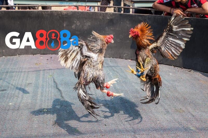 Phục vụ nhiều trận đá gà khác nhau