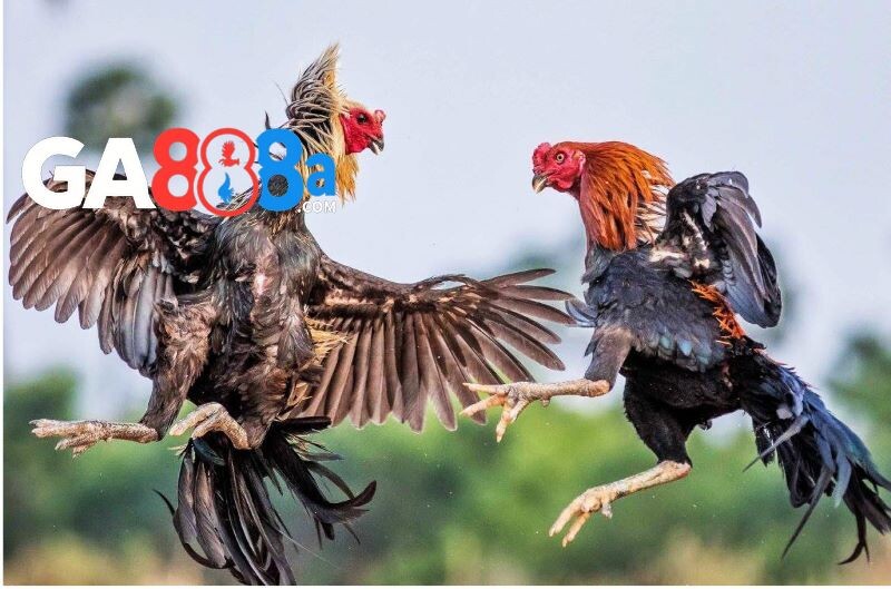 Ưu điểm khi lựa chọn trang đá gà trực tiếp 67