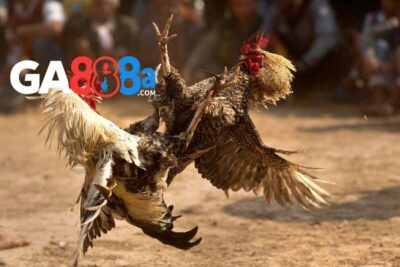 Đá gà trực tiếp 67 – Có bình luận viên hôm nay tại GA888