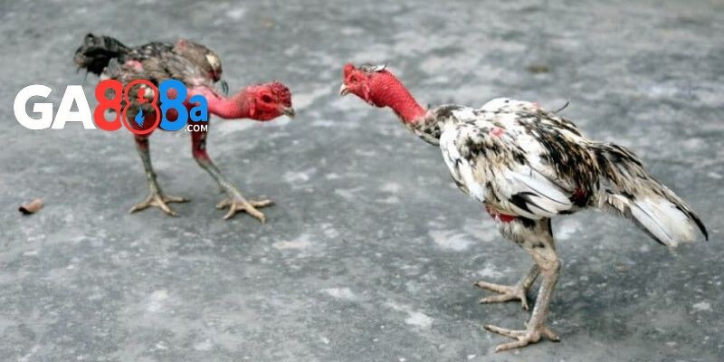 Tầm quan trọng của việc chọn gà chọi đẹp