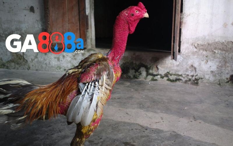 Đặc điểm của gà chọi