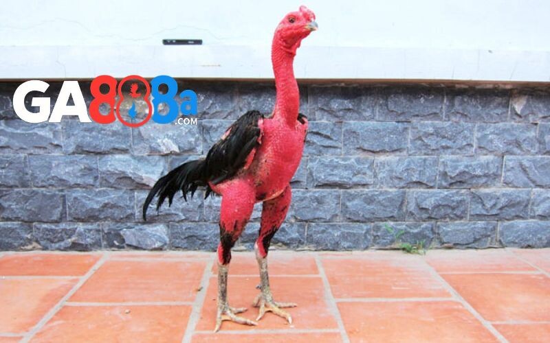 Một số giống gà chọi được sư kê săn lùng