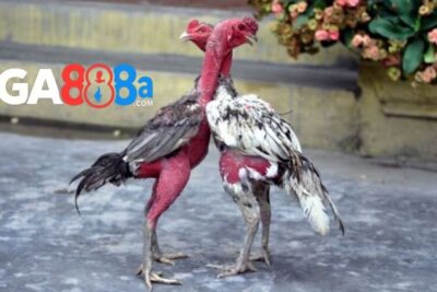 Bí quyết chọn giống gà chọi đẹp và chiến thắng ấn tượng!