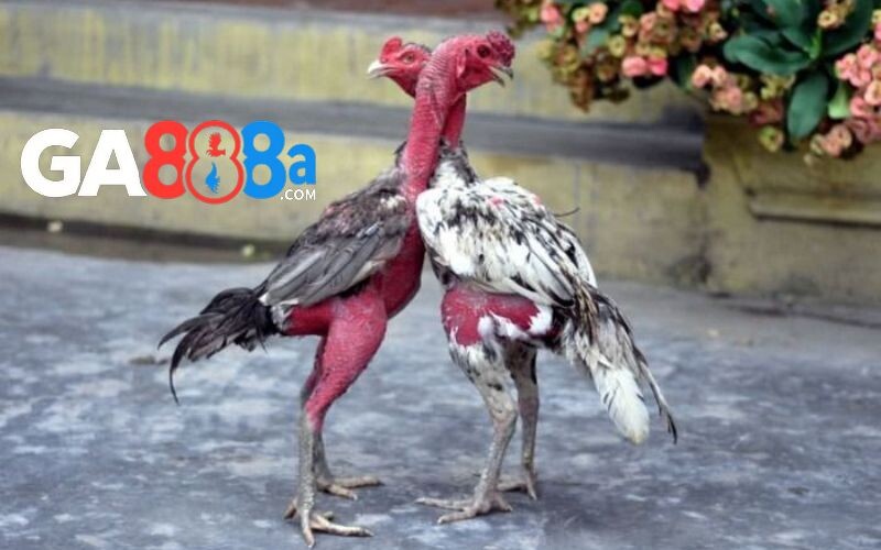 Cách chăm sóc gà chọi