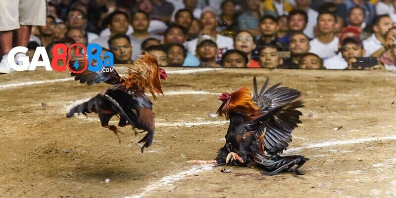 Gà đá chợ tốt có gì đặc biệt?