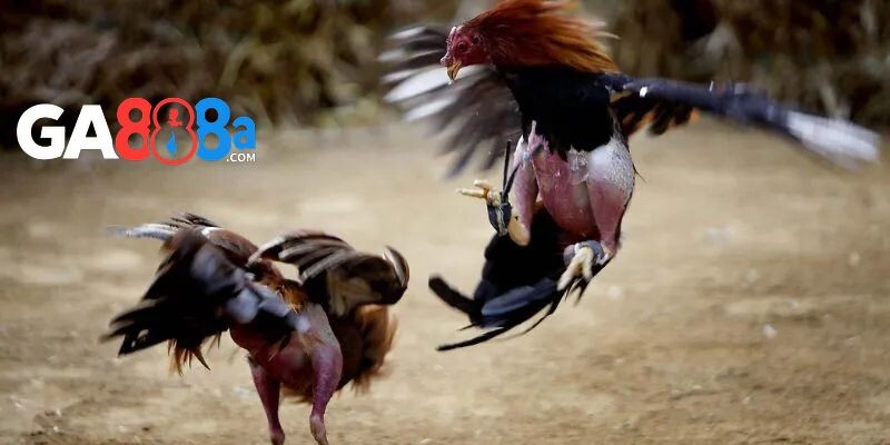 Cách chọn giống gà đá trên chợ tốt