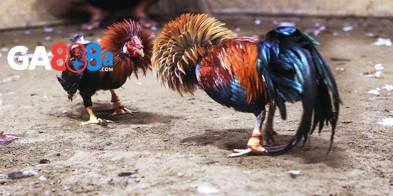Chọn gà đá khỏe mạnh