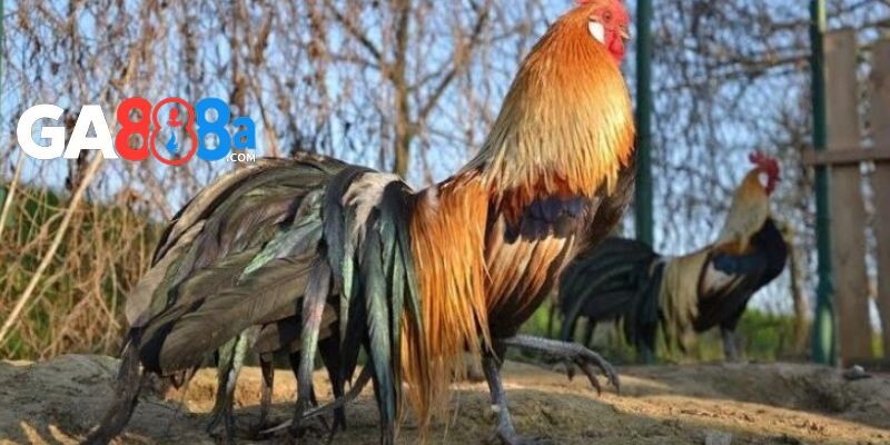 Lưu ý khi mua gà đá chợ tốt