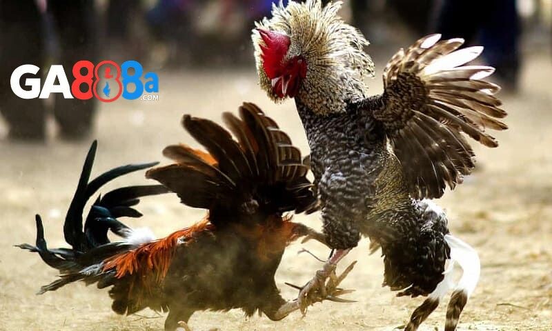 Gà đá đòn độc là gì?