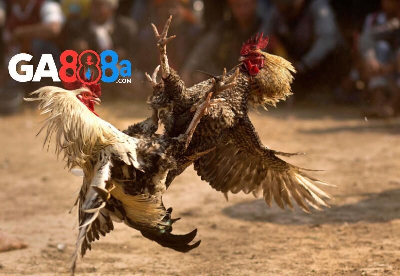 Đặc điểm nhận biết gà có đòn độc