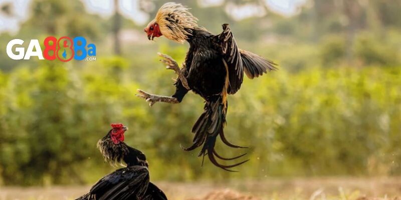 Các loại đòn độc thường gặp