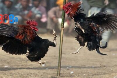 Gà đá đòn độc – Tuyệt chiêu hạ gục đối thủ trong tích tắc