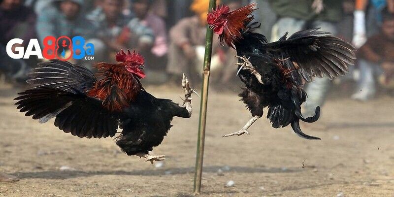 Cách nuôi và huấn luyện gà đá đòn độc