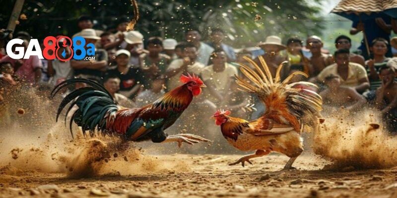 Chế độ tập luyện giúp gà ra đòn độc hiểm hóc