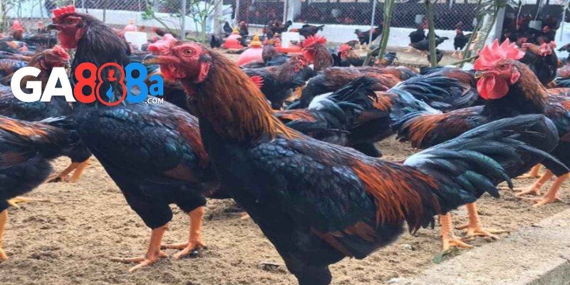 Gà lai chọi sọc là gì?