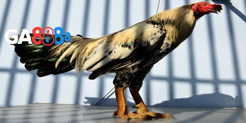 Gà chiến sọc có thể lực sung mãn