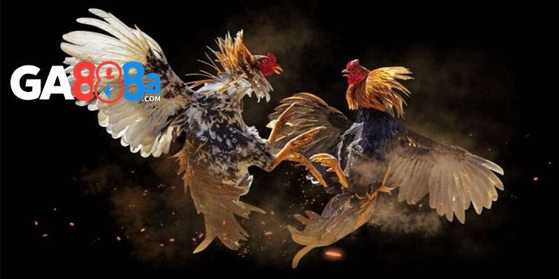 Cách chọn giống gà tốt