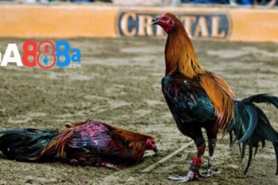 Gà lai chọi sọc 3 máu – Cách lựa chọn và chăm sóc