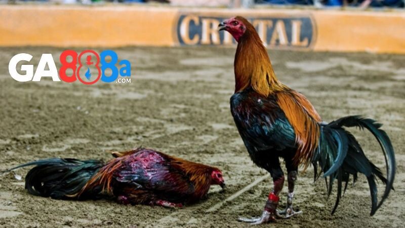 Cách chăm sóc giúp gà phát triển tốt